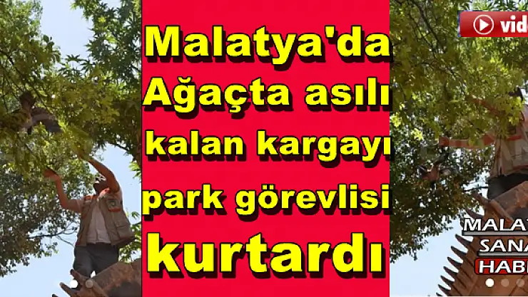 Malatya'da Ağaçta asılı kalan kargayı park görevlisi kurtardı