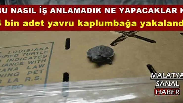 4 bin adet yavru kaplumbağa yakalandı