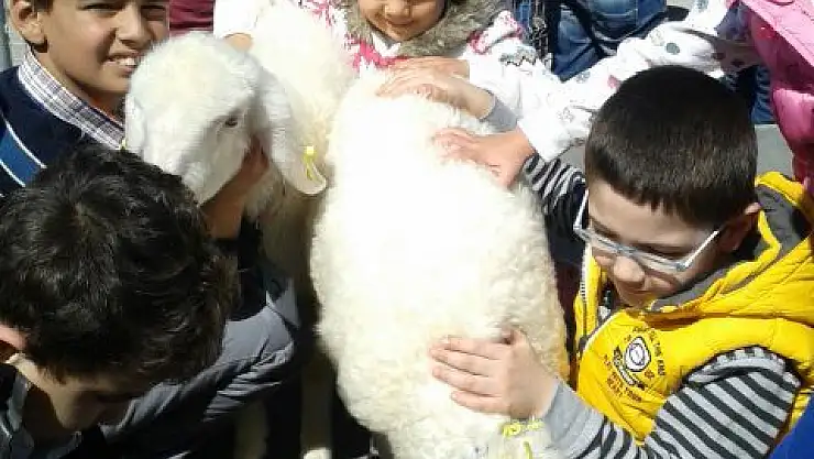 En Güzel Kuzu Seçildi