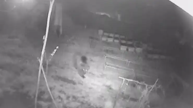 'Aç gözlü ayı güvenlik kamerasına yakalandı'