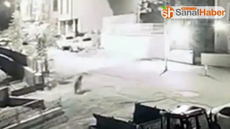 Aç kalan boz ayı, şehir merkezine indi