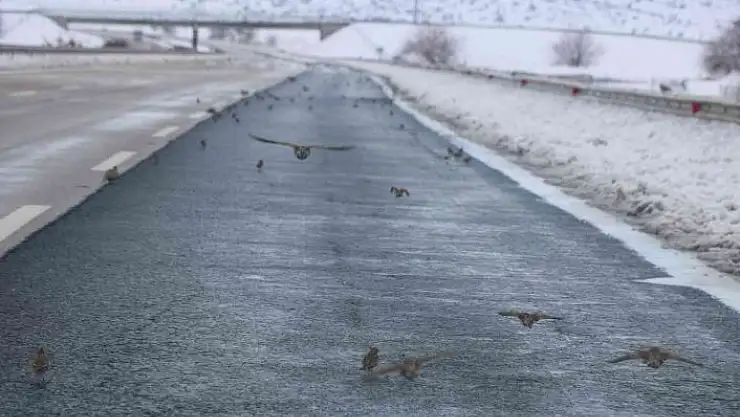 'Aç kalan kuş sürüleri karayoluna akın etti'