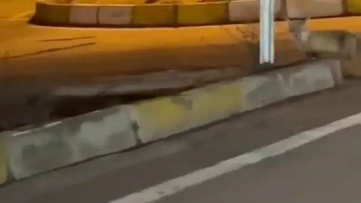 'Aç kalan tilki şehir merkezine indi'