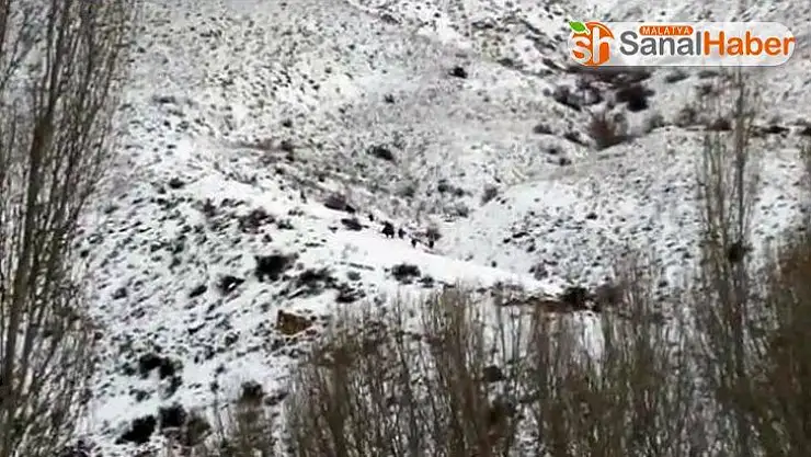 Malatya´da yaban domuzları şehre indi