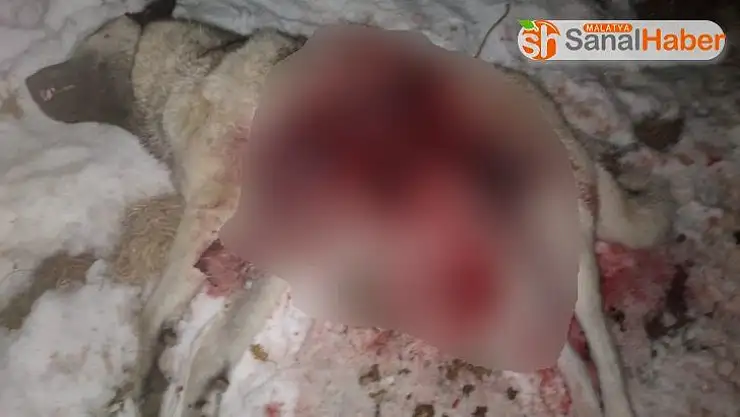 Aç kurt sürüsü köpeği parçaladı