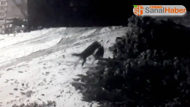 Aç kurtlar köye inip köpeğe saldırdılar