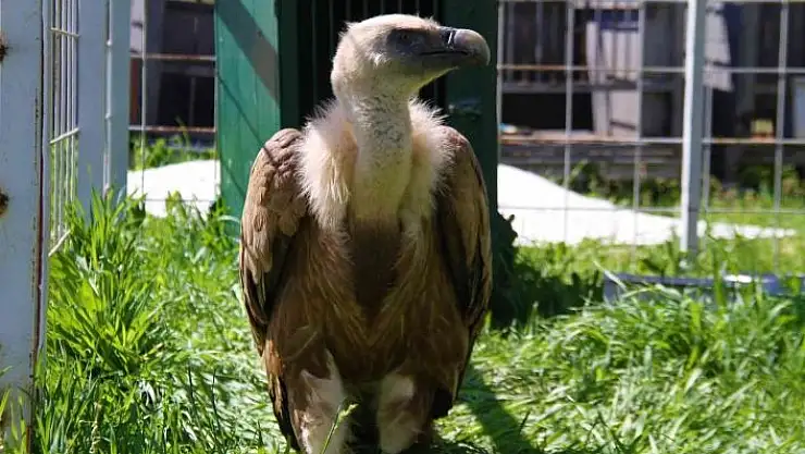 'Açlıktan uçamaz hale gelmişti: Nesli tükenme tehlikesi altında olan Mısır akbabası tedavi altına alındı'