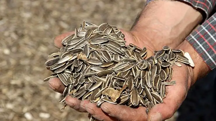 'Adeta bağımlılık yapıyor, hasadına başlandı'