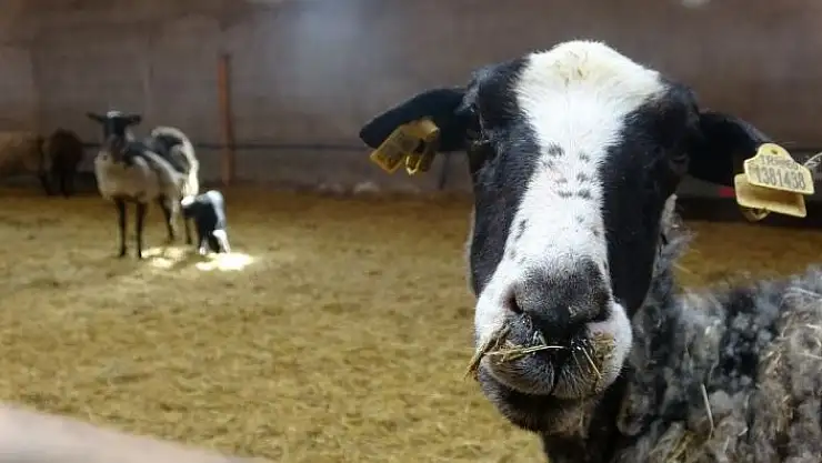 'Adeta `Kuzu Makinesi´, lezzeti ile tercih ediliyor'