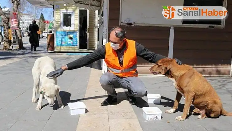 Adıyaman Belediyesi, sokak hayvanları için mama ve yem bıraktı