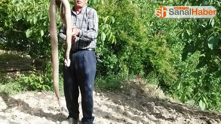 Adıyaman'da 2,5 metre uzunluğunda ki yılan etkisiz hale getirildi