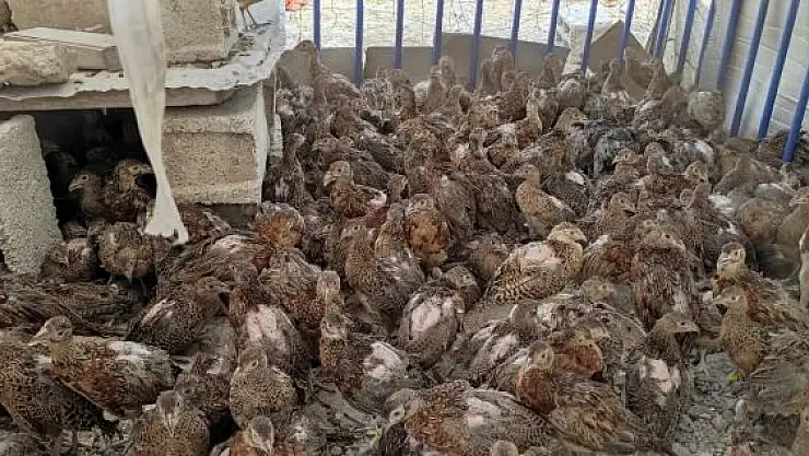 'Adıyaman´da 300 sülün doğaya bırakıldı'