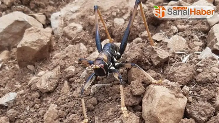 Adıyaman'da insana saldıran çekirge paniği