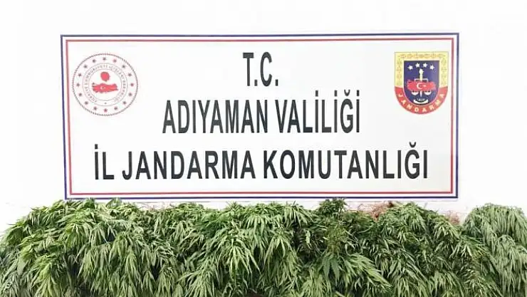'Adıyaman´da kenevir bitkisi ele geçirildi'