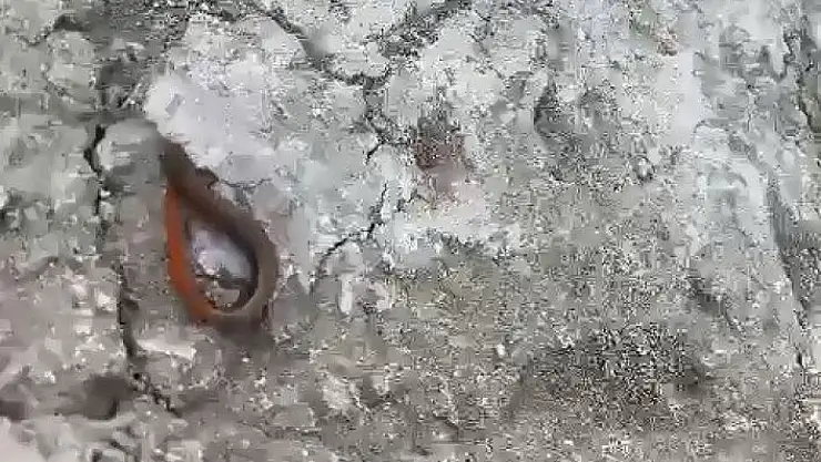 'Adıyaman´da kırmızı kuyruklu kertenkele görüldü'