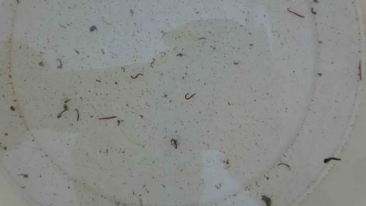 'Adıyaman´da musluklardan kurtçuk aktı'