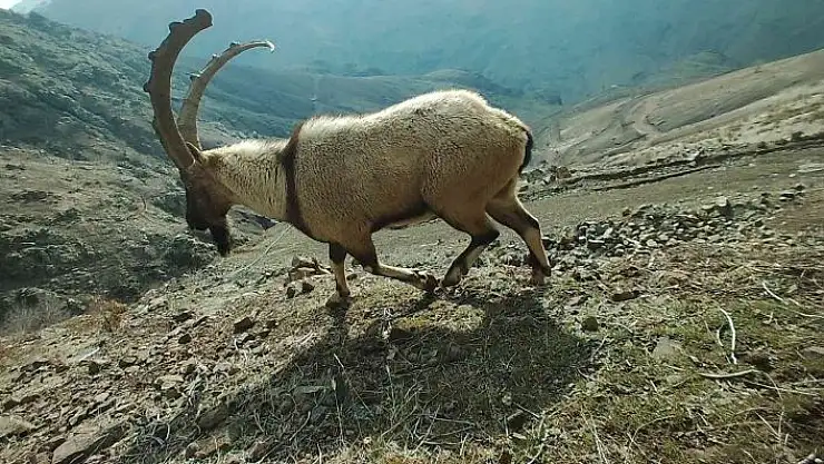'Adıyaman´da yaban hayatı fotokapana yansıdı'