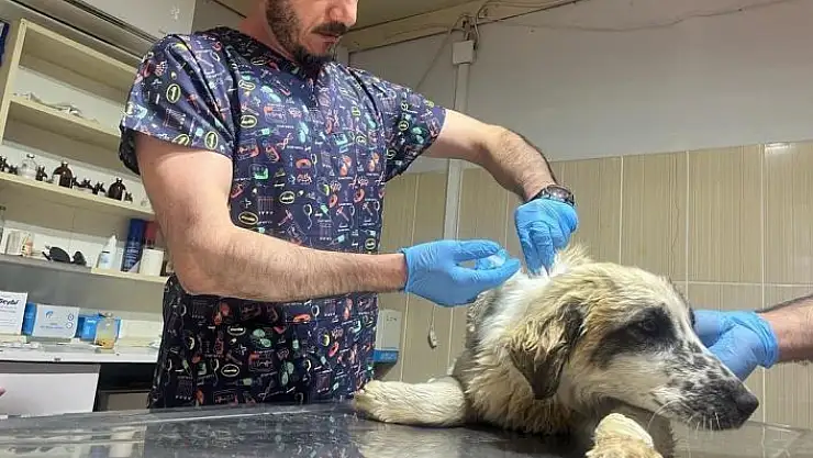 'Adıyaman´da yaralı köpek tedavi altına alındı'