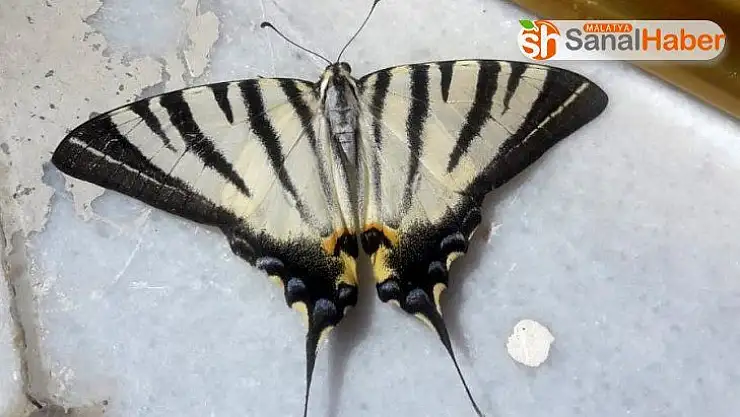 Adıyaman'da zebra çatal kuyruklu kelebek görüldü