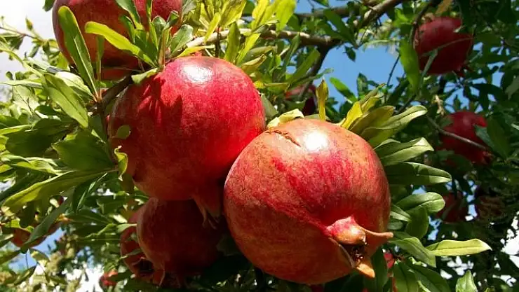 'Adıyaman Nar´ını Türkşeker Tarım satın alacak'