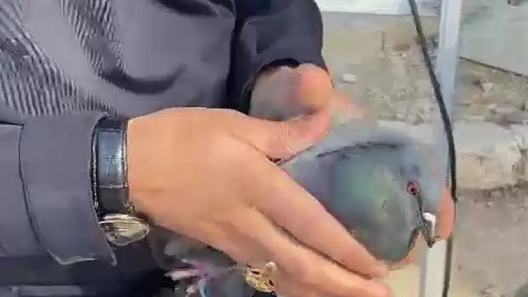 'Ağaç dallarına takılan güvercini itfaiye kurtardı'
