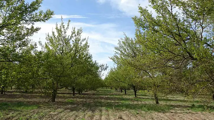 Malatya'daki bu bahçe dondan zarar görmedi