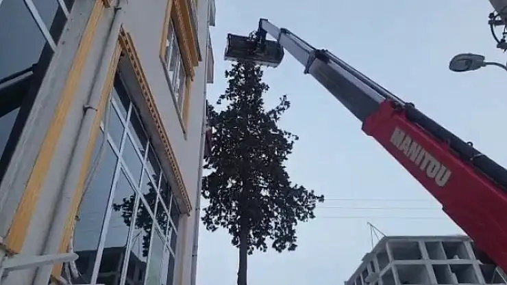 'Ağaçta 2 gün mahsur kalan kedi kurtarıldı'