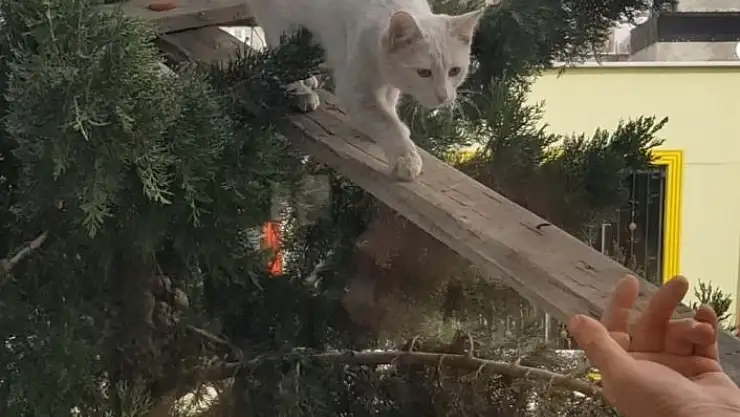 'Ağaçta mahsur kalan kediyi köprü yaptığı tahta ile kurtardı'