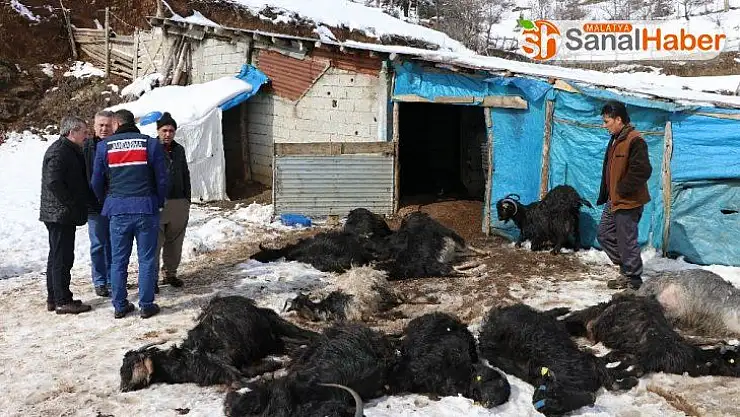 Ahır yangını: 245 keçi ve yavrusu telef oldu