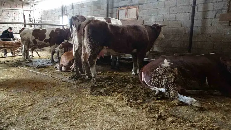 Malatya'da ahırda dehşet