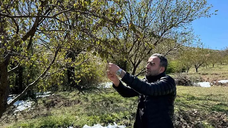 Akçadağ'da zirai don kayısıyı vurdu