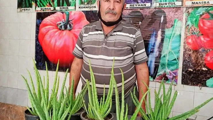 'Aleo veraya yoğun ilgi'