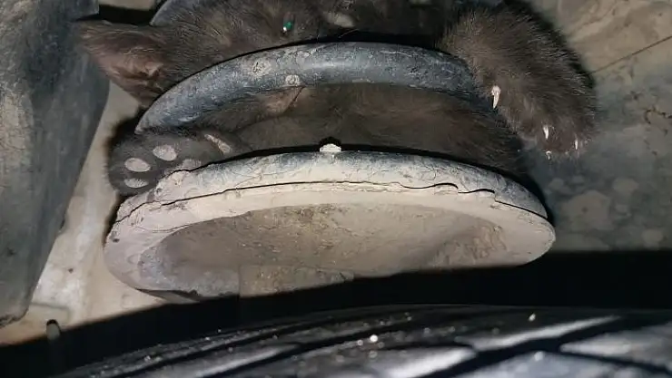 'Amortisör arasına sıkışan kedi kurtarıldı'