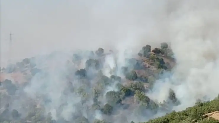 'Anız yakmak isterken ormanı yaktı'