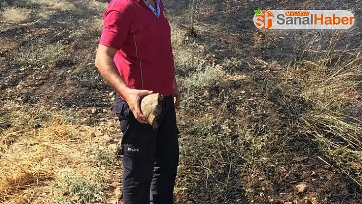 Anız yangının ortasında kalan kaplumbağa son anda kurtarıldı