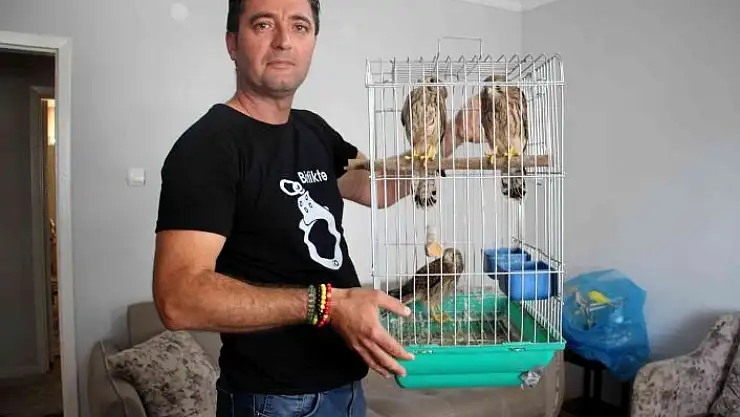 'Anne atmacanın yuvadan attığı yavrulara anne oldu'