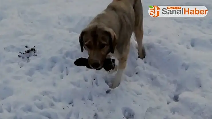 Anne köpek ölen yavrusunu kendi gömdü
