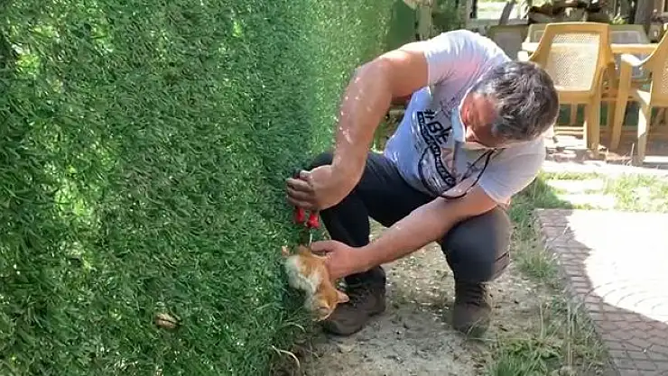 'Annesinin yardım çağrısı, minik kedinin kurtarılmasını sağladı'
