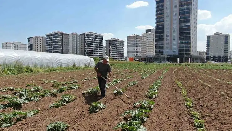 'Apartmanlar arasında tarım'