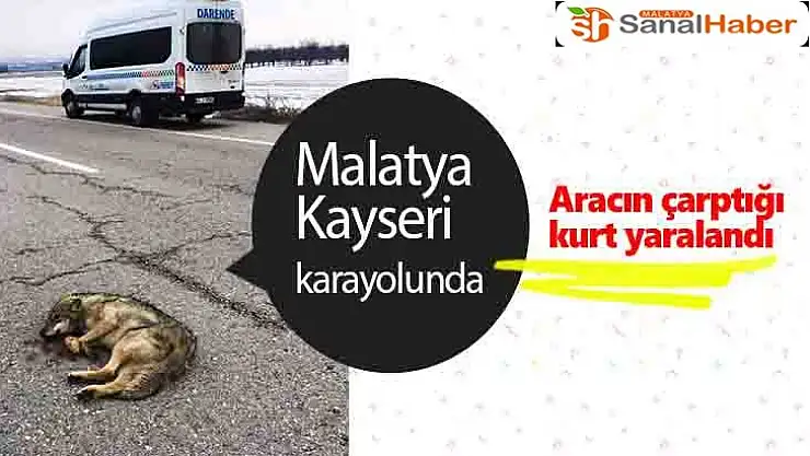 Aracın çarptığı kurt yaralandı