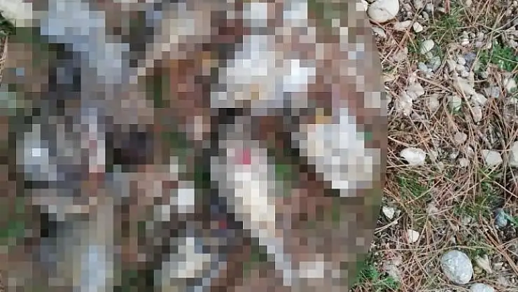'Ardıç kuşu avlarken yakalandılar'