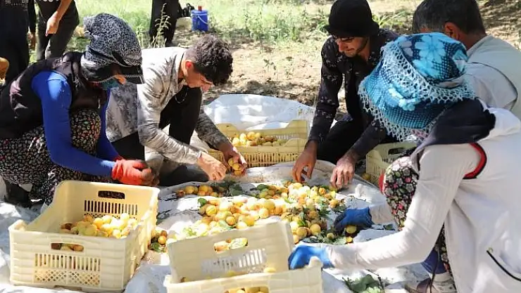 'Arguvan´da kayısı hasadı devam ediyor'