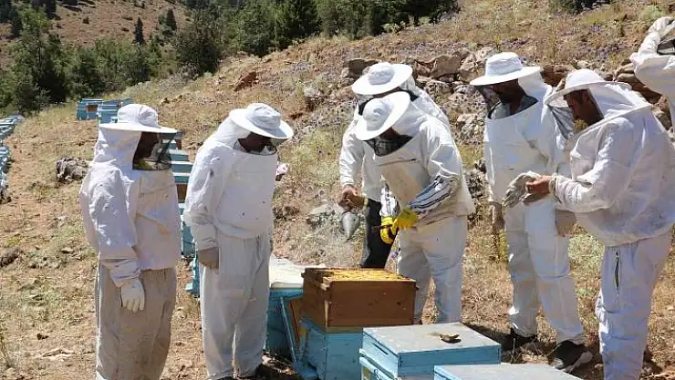 'Arıcıların bal mesaisi başladı'