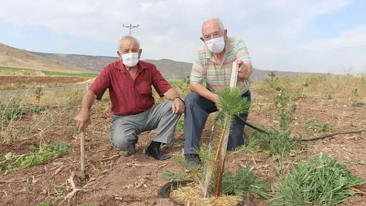 'Aşırı sıcaklarda ağaçlara san suyu oldu'