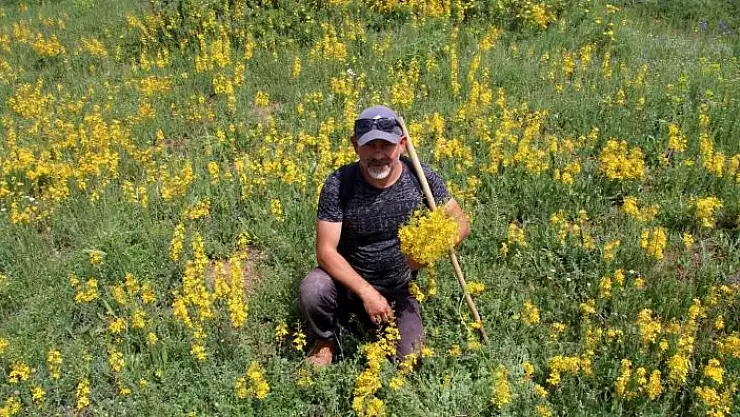 'Asırlar önce askerlerin yarasını sarıyordu, günümüzde de önemini koruyor'