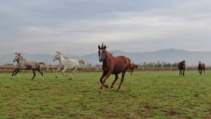 'At yarışı kariyerinde ´Bold Pilot´ bile ona yanaşamadı'