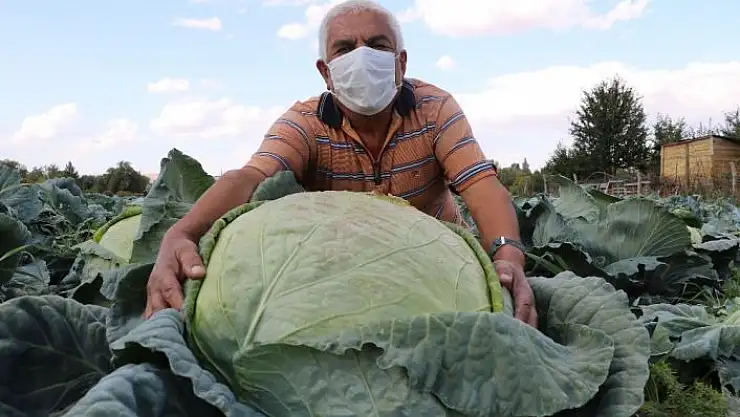 'Ata tohumuyla üretilen dev lahanaların hasadı başladı'