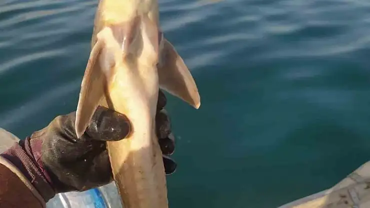 'Atatürk Barajında ilk kez Mersin Balığı görüldü'