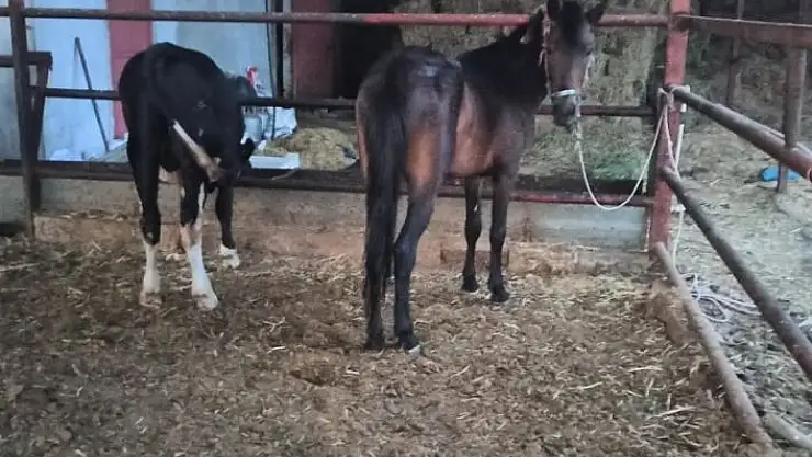 'Atı motosiklete bağlayarak çeken şahıslara ceza yağdı'
