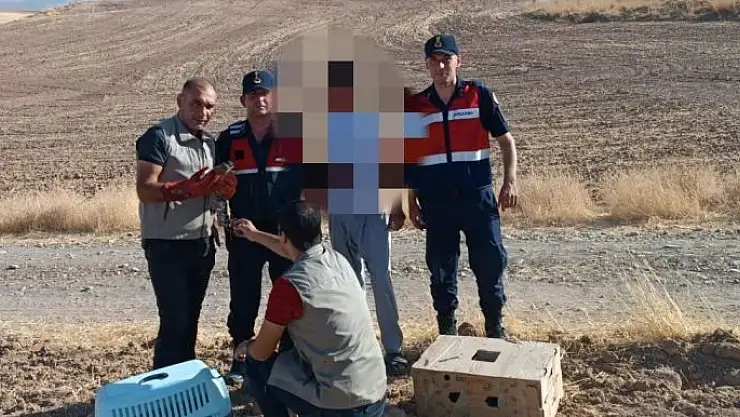 'Atmaca yöntemiyle güvercin yakalayan şahıslar ekiplerden kaçamadı'